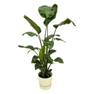 Strelitzia Nicolai incluida elho Greenville Round blanco - 160cm - Ø30
