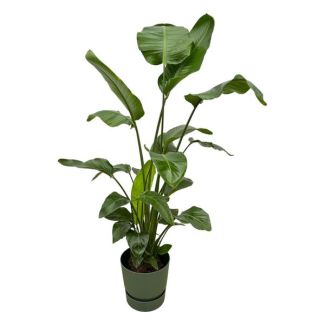 Strelitzia Nicolai incluyendo elho Greenville Round verde - 160cm - Ø30
