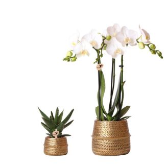 Orquídea mariposa Amabilis + Suculenta en maceta dorada