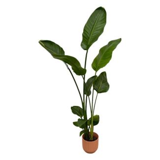 Strelitzia Nicolai incluyendo elho Vibes Fold Round rosa - 100 cm - Ø18
