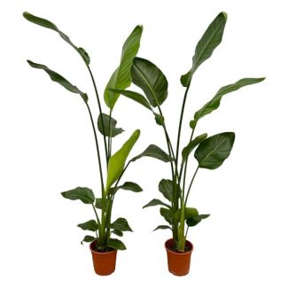 2 plantas Strelitzia Nicolai - 2 plantas de interior - 130 cm - Ø17
