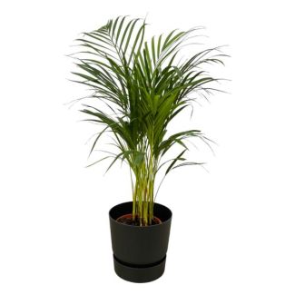 Palma Areca - ↨85cm - Ø19cm incluyendo elho Greenville Round negro D24xH23