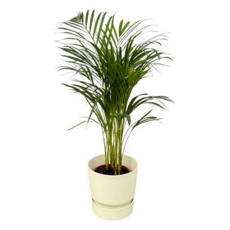 Palma de Areca para interior con maceta blanca Elho Greenville, ↨70cm - Ø19cm