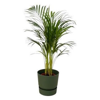 Palmera mariposa en maceta verde, ↨85cm - Ø19cm