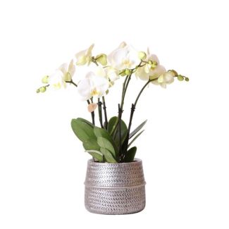 Orquídea Mariposa Ghent en Maceta Decorativa Plateada