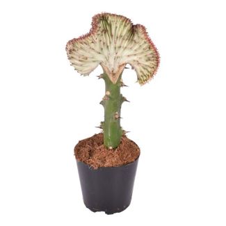 Planta de interior roja y muy llamativa Euphorbia lactea Cristata, cactus de coral de 35 cm de altura, ø12