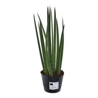 Planta serpiente para interior (Sansevieria cylindrica 'Bacularis' / Mikado), 38 cm de altura, ø10,5