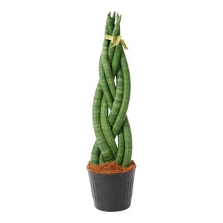 Planta de interior perenne con un giro llamativo, Sansevieria cylindrica, 40 cm de altura, ø10,5