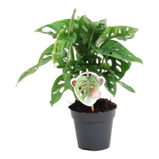 Planta de agujeros, Hoja de mono