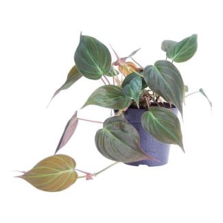 Philodendron de terciopelo