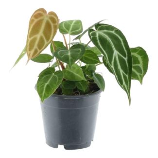 Anthurium Chrystallium de 35 cm de altura para interior, ø12