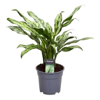 Aglaonema Juliette, planta de interior de bajo mantenimiento, 40 cm de altura, ø12 (27793)