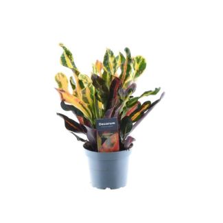 Planta maravilla, Croton ‘Mammi’