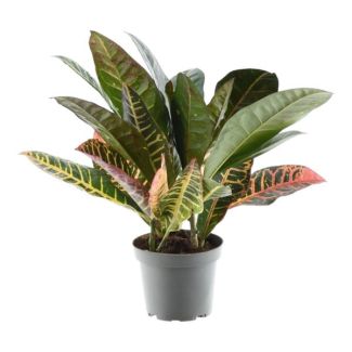 Planta maravilla, Croton