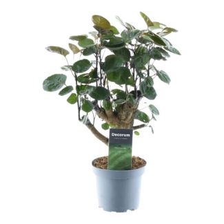 Planta de interior verde oscuro Polyscias Fabian, 45 cm de altura, ø12