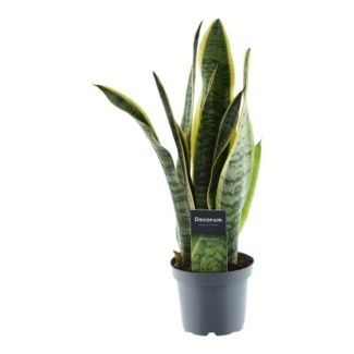 Sansevieria Laurentii, Planta de interior con hojas en forma de espada, 45 cm de altura, ø12