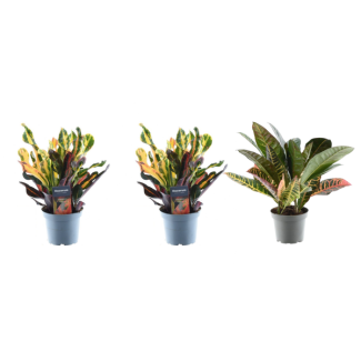 3 Piezas de Planta Maravilla