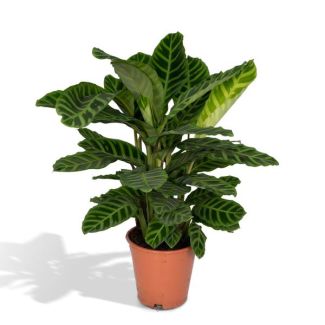Planta pavo real