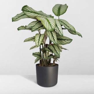 Planta pavo real
