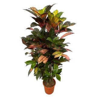 Codiaeum (Croton) Iceton ramificado, 110 cm de altura, Ø21cm