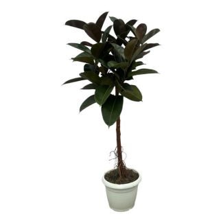 Planta de interior perenne Ficus Elastica Robusta, 130 cm de altura, Ø24cm