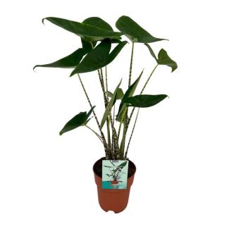 Planta Cebra, Apariencia Tropical y Exótica, Alocasia Zebrina - Ø19cm - ↕75cm Alto