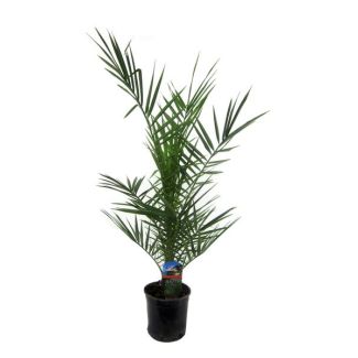 Palmera datilera canaria