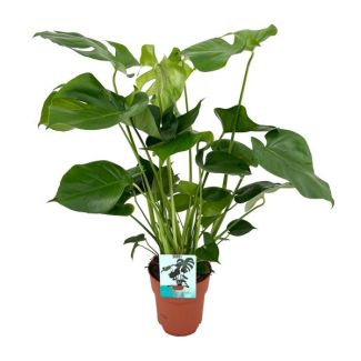 La Planta de Agujeros, Planta de Interior Verde, Tropical, Monstera Deliciosa - Planta de Agujeros - Ø19cm - 60cm