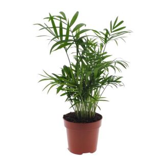 Palma Enana Mexicana, Planta de Interior, Palma de Salón, Chamaedorea Elegans - Ø12 - ↨40cm