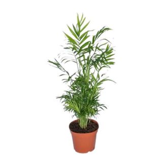 Palma Enana Mexicana, Planta de Interior, Palma, Chamaedorea Elegans - Ø17 - ↨55cm