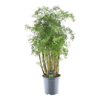 Planta de interior exótica Polyscias Hawaiiana Ming con un crecimiento distintivo en forma de Ming, 90 cm de altura, Ø24cm