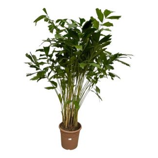 Planta de interior Palma de vinagre suave (Caryota Mitis), aproximadamente 240 cm de altura, Ø32cm