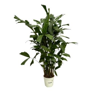Palma de Cola de Pez Agrupada para interior (Caryota Mitis), 120 cm de altura, Ø21cm