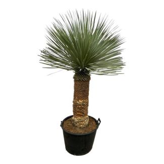 Lirio de palma azul