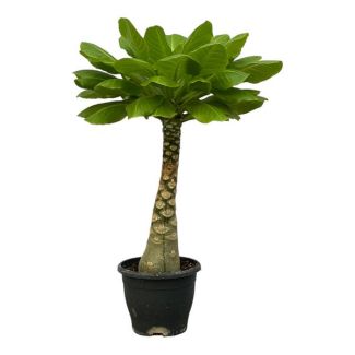 Palmera hawaiana
