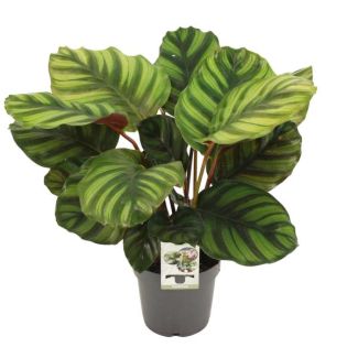 Planta pavo real
