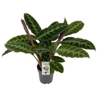 Planta pavo real, terciopelo de hoja