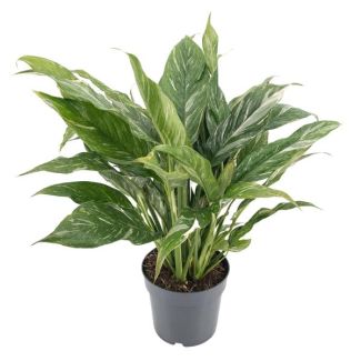 La planta ornamental de hojas variadas 'Diamond', planta de interior verde, Diamond Variegata - Ø14cm - ↕55cm