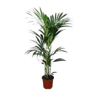 Palma Kentia