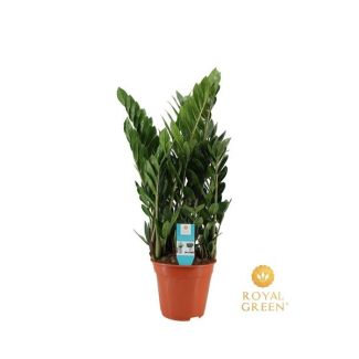 La planta ZZ brillante, Planta de interior verde, Zamioculcas 21cm - Ø21cm - ↕75cm