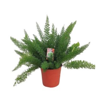 Espárrago D. Meyers - Planta de interior llamativa de aproximadamente 60 cm de altura Ø27cm - Planta ornamental