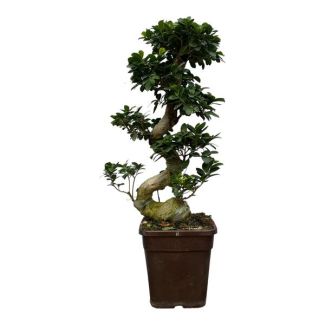 Planta de interior Banyan chino aproximadamente 80 cm de altura, Ø26cm