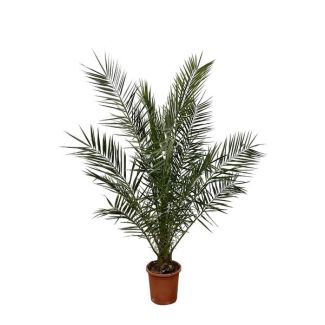 Palmera de dátiles canaria