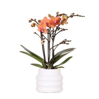 Orquídea mariposa Mineral Bolzano en maceta Bubble blanca