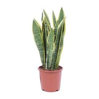 Lengua de suegra, Planta de borde dorado, Hoja en forma de espada verde oscuro con borde amarillo Sansevieria Laurentii - 40cm - ø14