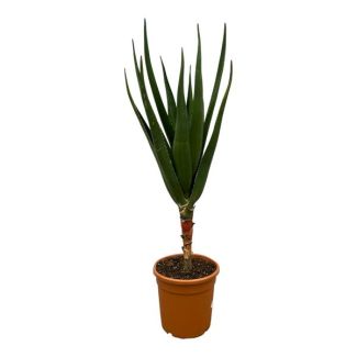 Planta suculenta para interior Aloe Barberae, 170 cm de altura, Ø30cm