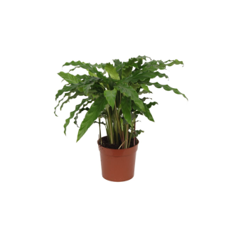 Planta pavo real Calathea Bluegrass para la sala de estar, aprox. 35 cm de altura, Ø12cm