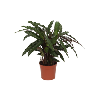 Planta pavo real Calathea Elgergrass de 70 cm de altura, Ø12cm