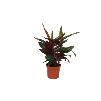 Planta pavo real 40 cm de altura, Calathea Stripestar para interiores, Ø12cm