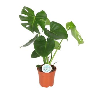 La Planta de Agujeros, Planta de Interior Verde, Tropical, Monstera Deliciosa - Planta de Agujeros - 65cm - Ø21